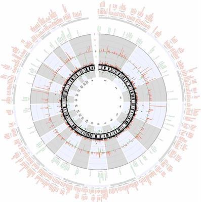 Genome-Wide Screen of the Hippocampus in Aged Rats Identifies Mitochondria, Metabolism and Aging Processes Implicated in Sevoflurane Anesthesia